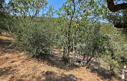 C21 Cius; Gedelek 1865m² Göl ve Doğa Manzaralı Yola Cephe Fırsat