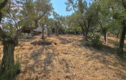C21 Cius; Gedelek 1865m² Göl ve Doğa Manzaralı Yola Cephe Fırsat