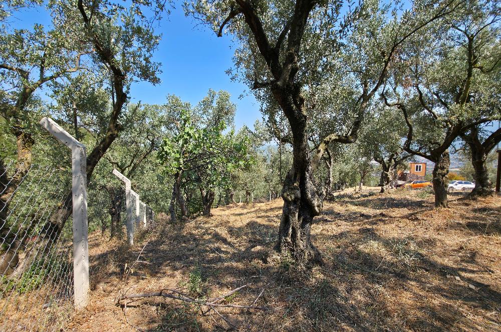 C21 Cius; Gedelek 1865m² Göl ve Doğa Manzaralı Yola Cephe Fırsat