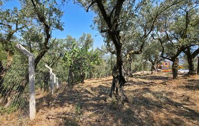 C21 Cius; Gedelek 1865m² Göl ve Doğa Manzaralı Yola Cephe Fırsat
