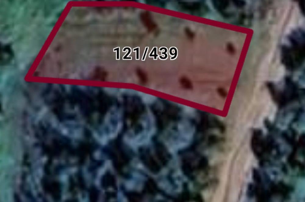 C21 Cius; Yeniköy'de Fırsat Hobi Bahçesi