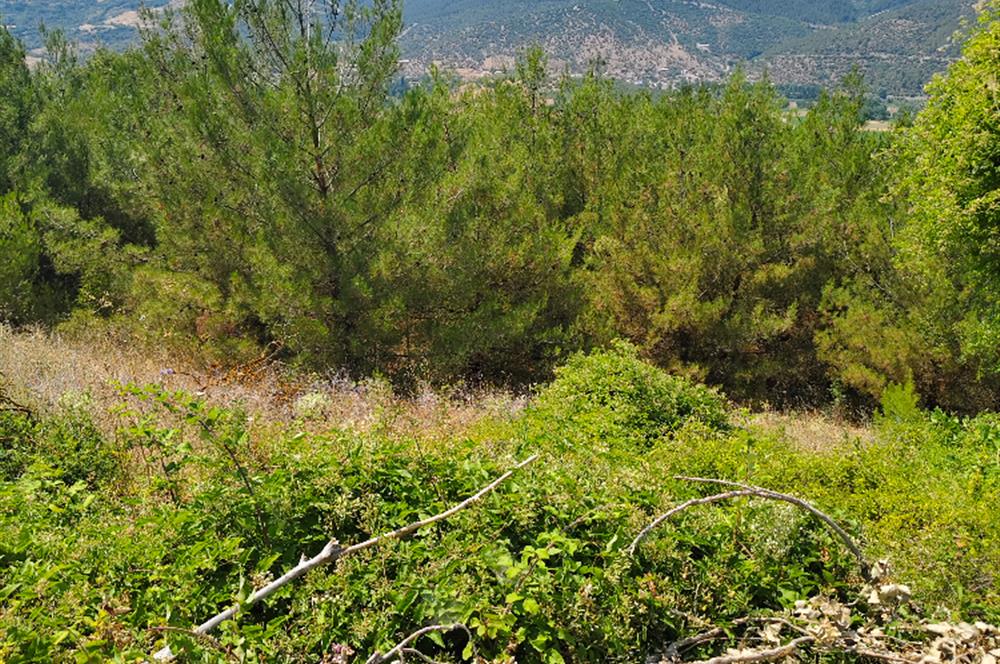 C21 LOCA'DAN KEPSUT MESTANLAR'DA ORMAN İÇİNDE TARLA