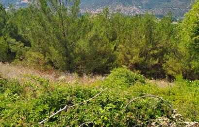 C21 LOCA'DAN KEPSUT MESTANLAR'DA ORMAN İÇİNDE TARLA