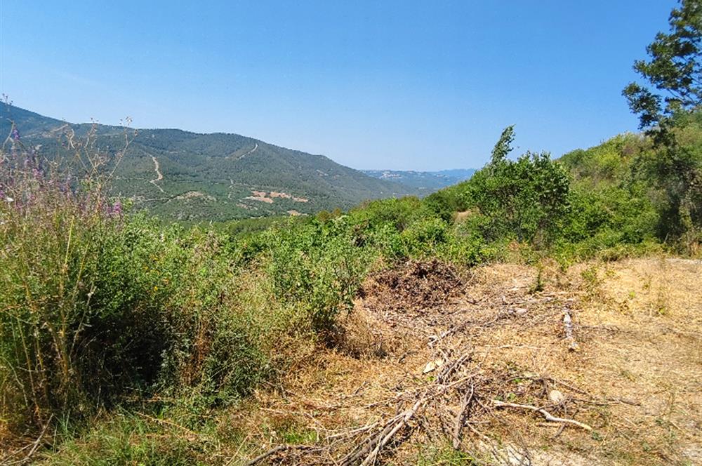 C21 LOCA'DAN KEPSUT MESTANLAR'DA ORMAN İÇİNDE TARLA