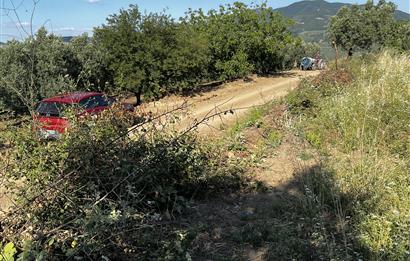 C21Cius:Muratoba'da kadastro yola cephe satılık zeytinlik