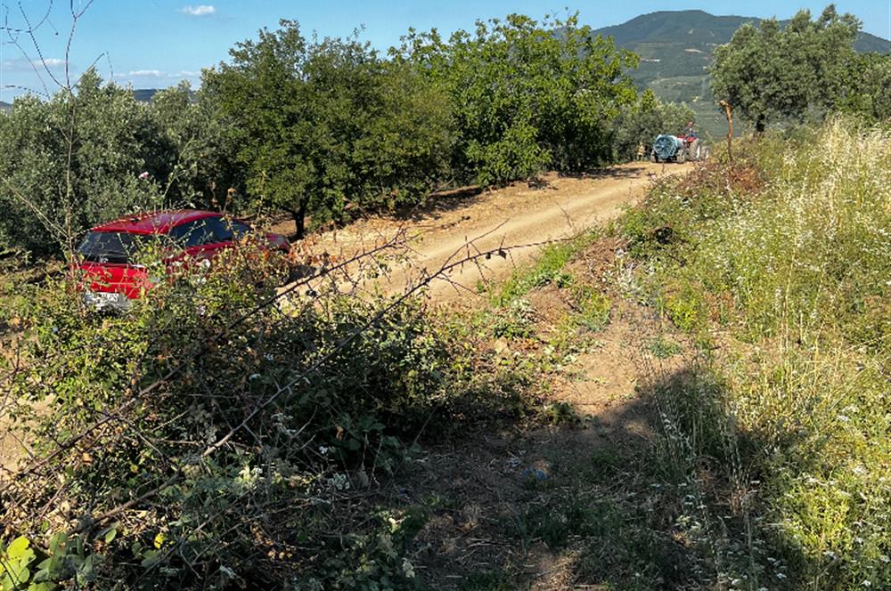 C21Cius:Muratoba'da kadastro yola cephe satılık zeytinlik