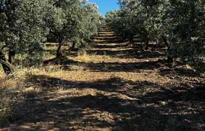 C21Cius:Muratoba'da kadastro yola cephe satılık zeytinlik