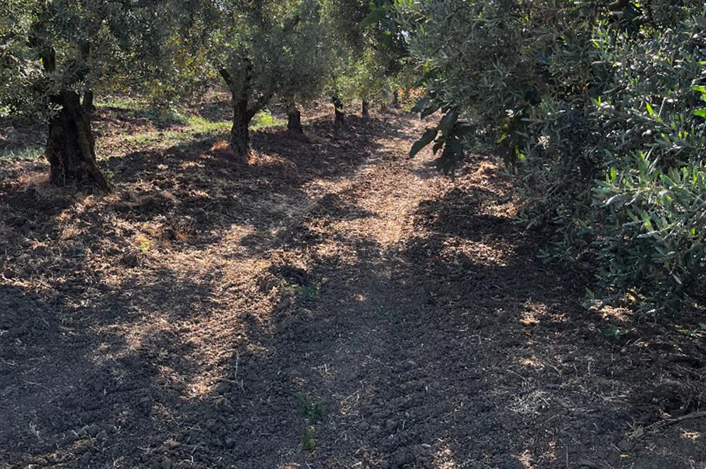 C21Cius:Muratoba'da kadastro yola cephe satılık zeytinlik