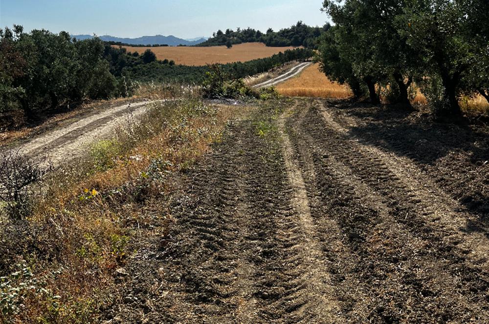 C21Cius:Muratoba'da kadastro yola cephe satılık zeytinlik