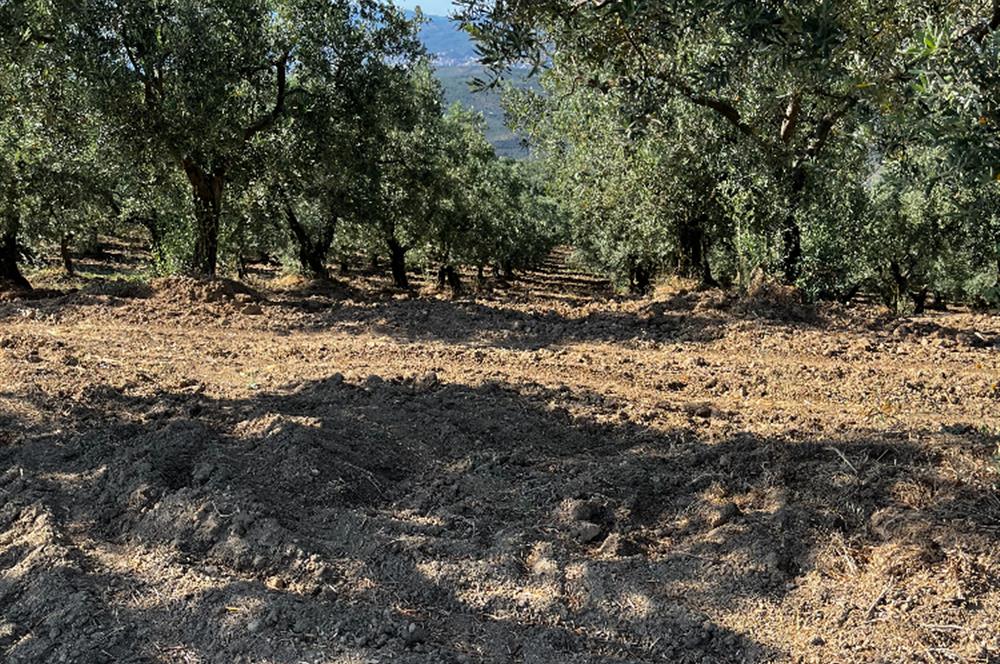 C21Cius:Muratoba'da kadastro yola cephe satılık zeytinlik