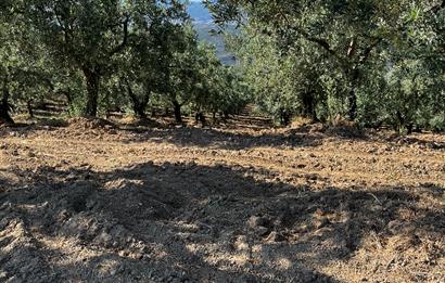 C21Cius:Muratoba'da kadastro yola cephe satılık zeytinlik