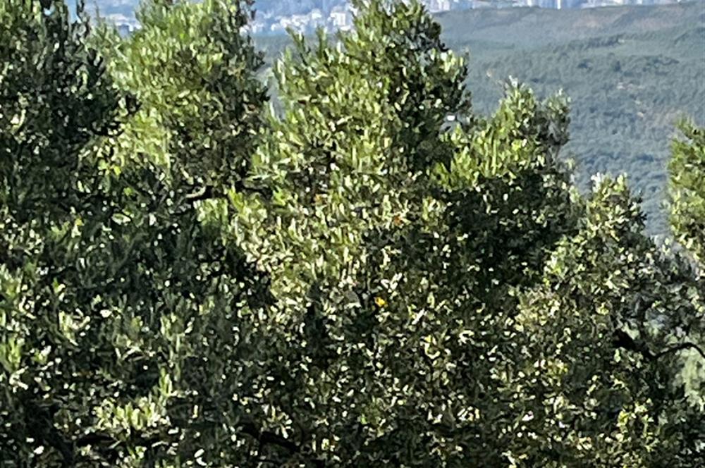 C21Cius:Muratoba'da kadastro yola cephe satılık zeytinlik