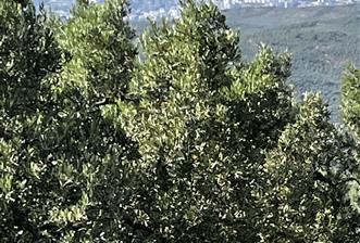 C21Cius:Muratoba'da kadastro yola cephe satılık zeytinlik