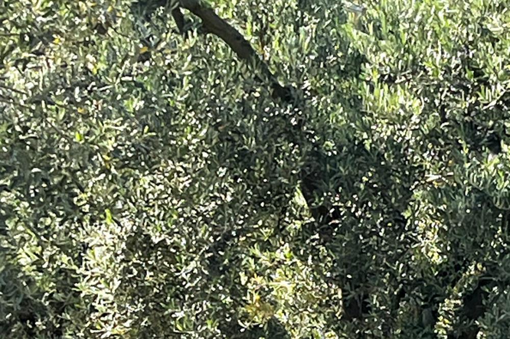 C21Cius:Muratoba'da kadastro yola cephe satılık zeytinlik