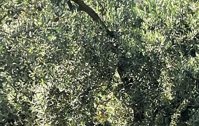 C21Cius:Muratoba'da kadastro yola cephe satılık zeytinlik