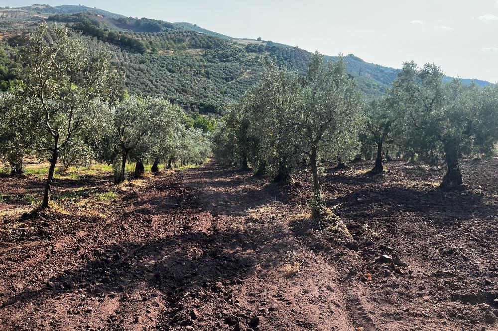 C21Cius:Katırlı'da kadastro yola çift cephe satılık zeytinlik