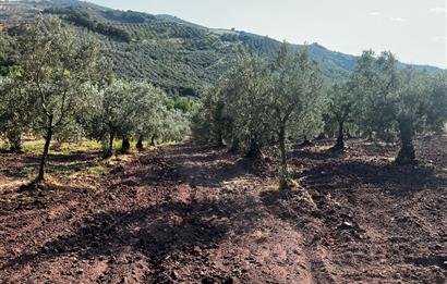 C21Cius:Katırlı'da kadastro yola çift cephe satılık zeytinlik