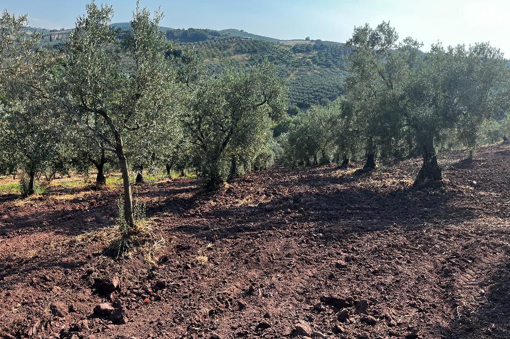 C21Cius:Katırlı'da kadastro yola çift cephe satılık zeytinlik
