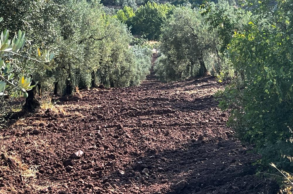 C21Cius:Katırlı'da kadastro yola çift cephe satılık zeytinlik