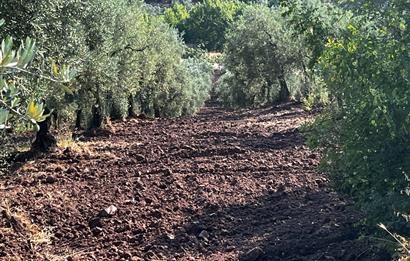 C21Cius:Katırlı'da kadastro yola çift cephe satılık zeytinlik