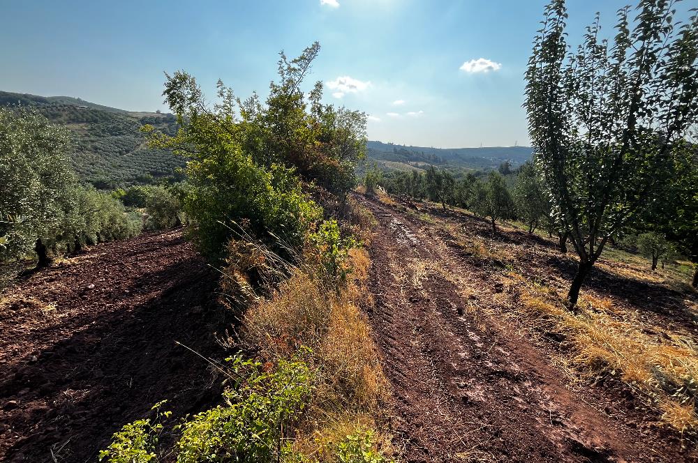 C21Cius:Katırlı'da kadastro yola çift cephe satılık zeytinlik