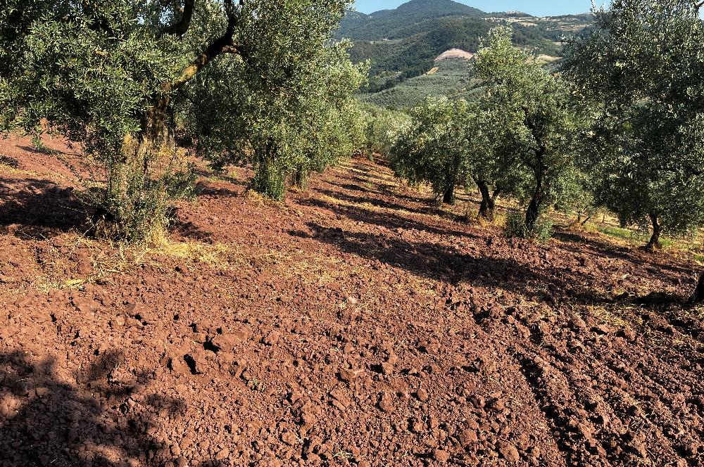 C21Cius:Katırlı'da kadastro yola çift cephe satılık zeytinlik