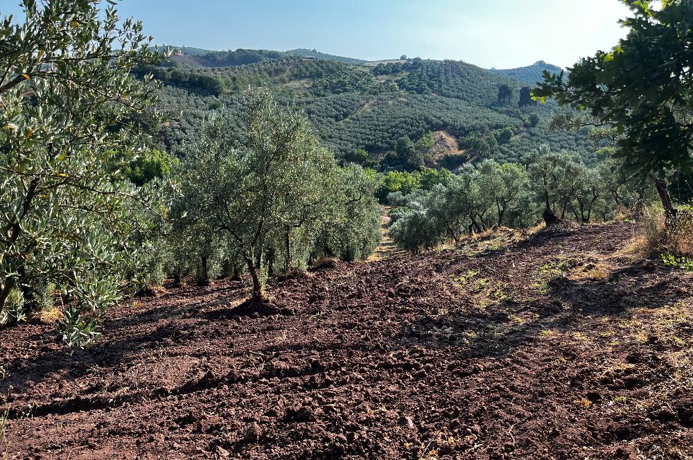 C21Cius:Katırlı'da kadastro yola çift cephe satılık zeytinlik