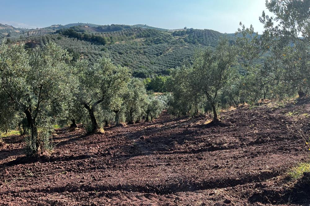 C21Cius:Katırlı'da kadastro yola çift cephe satılık zeytinlik
