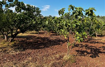 C21Cius:Katırlı'da kadastro yola çift cephe satılık zeytinlik