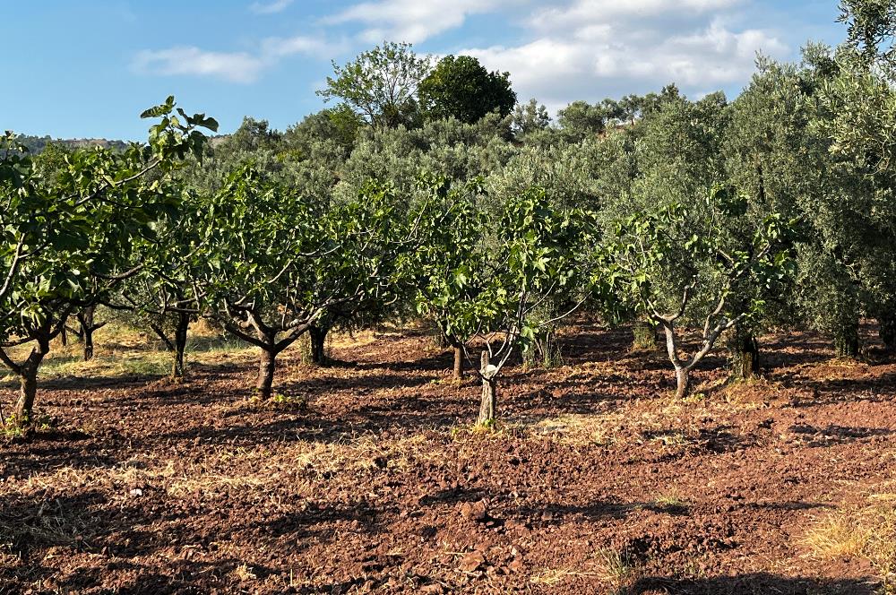C21Cius:Katırlı'da kadastro yola çift cephe satılık zeytinlik