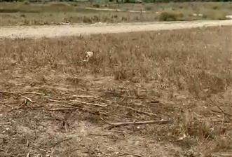 Çanakkale Çan ilcesinde Villa imarli Arsa