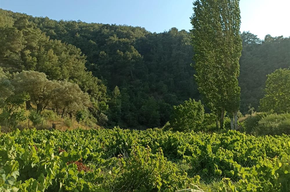 DEPREMDEN UZAK, TAŞ EV VE BAĞ EVİ İÇİN ORGANİK TARIM ARAZİSİ