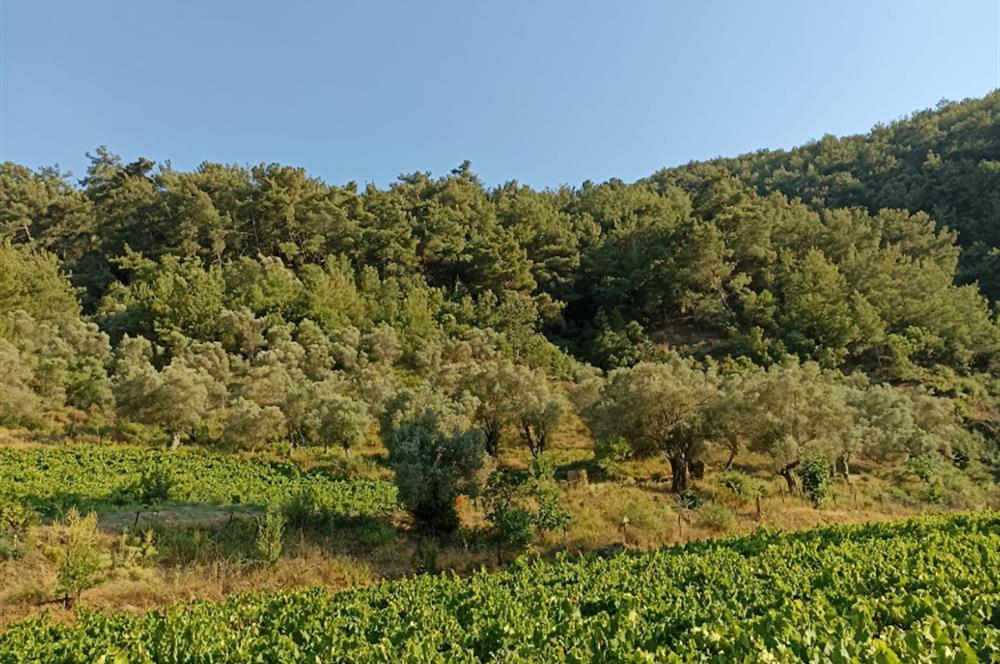 DEPREMDEN UZAK, TAŞ EV VE BAĞ EVİ İÇİN ORGANİK TARIM ARAZİSİ