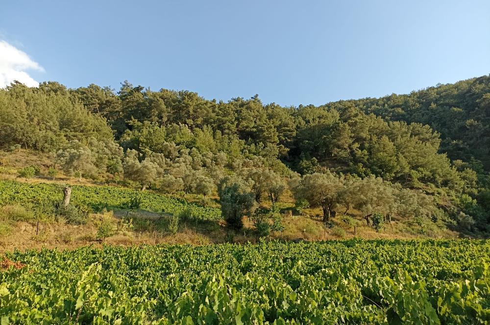 DEPREMDEN UZAK, TAŞ EV VE BAĞ EVİ İÇİN ORGANİK TARIM ARAZİSİ