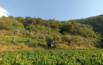 DEPREMDEN UZAK, TAŞ EV VE BAĞ EVİ İÇİN ORGANİK TARIM ARAZİSİ