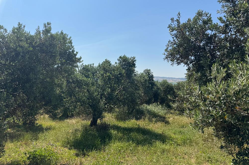 C21 Cius; Karacabey Çeşnigir 5450 m2 Satılık Tarla