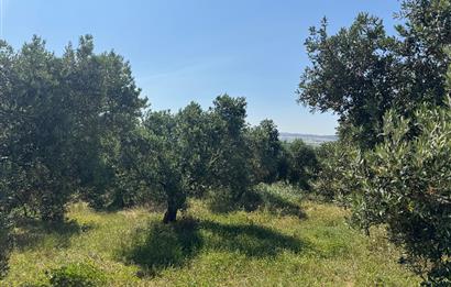 C21 Cius; Karacabey Çeşnigir 5450 m2 Satılık Tarla