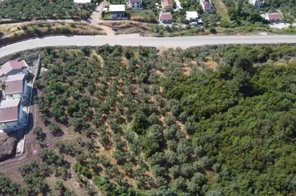 C21 Cius; Kurşunlu'da Satılık Villa İmarlı 1086 m2 Arsa
