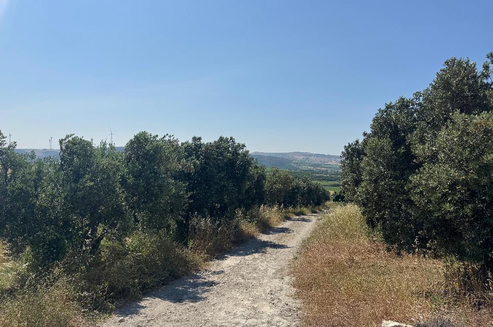 C21 Cius; Karacabey Çeşnigir 5450 m2 Satılık Tarla