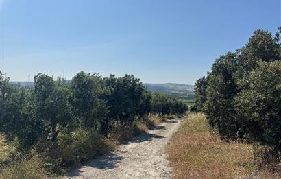 C21 Cius; Karacabey Çeşnigir 5450 m2 Satılık Tarla