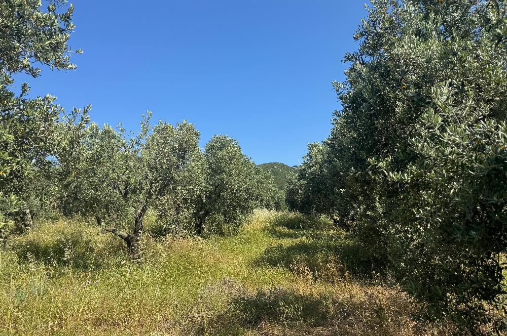 C21 Cius; Karacabey Çeşnigir 5450 m2 Satılık Tarla