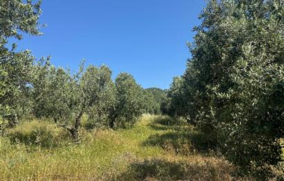 C21 Cius; Karacabey Çeşnigir 5450 m2 Satılık Tarla