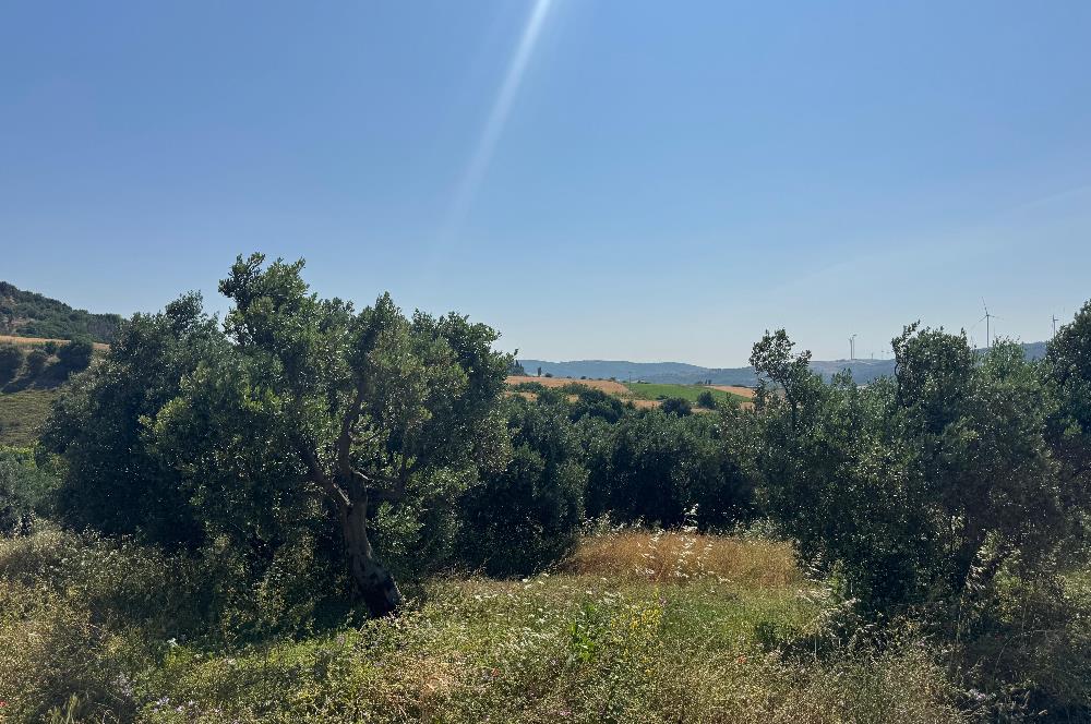 C21 Cius; Karacabey Çeşnigir 5450 m2 Satılık Tarla