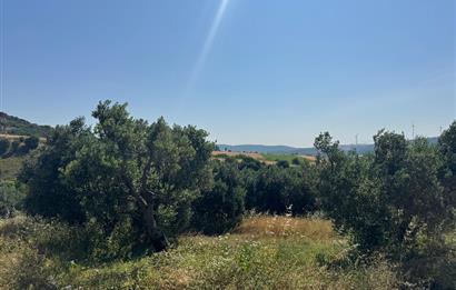C21 Cius; Karacabey Çeşnigir 5450 m2 Satılık Tarla