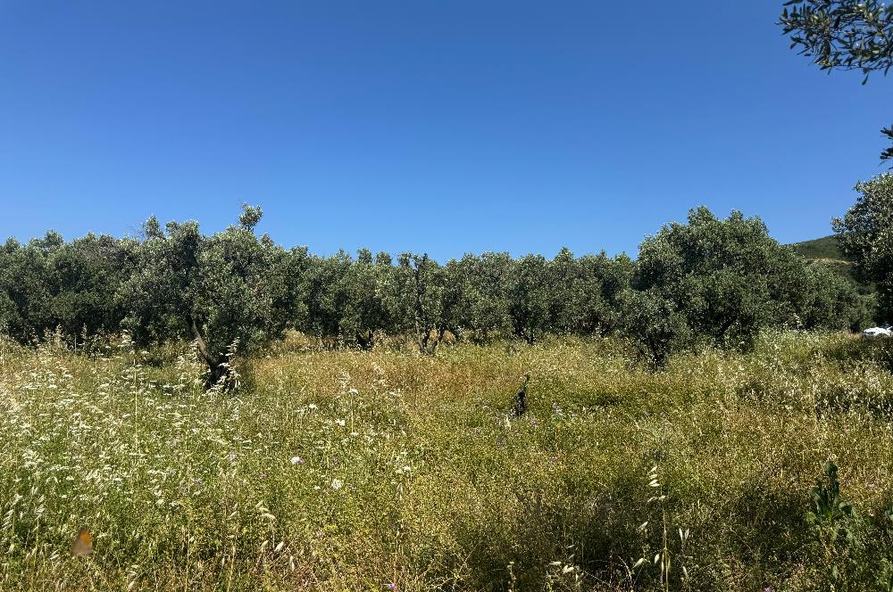 C21 Cius; Karacabey Çeşnigir 5450 m2 Satılık Tarla
