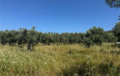 C21 Cius; Karacabey Çeşnigir 5450 m2 Satılık Tarla