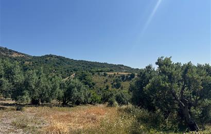 C21 Cius; Karacabey Çeşnigir 5450 m2 Satılık Tarla