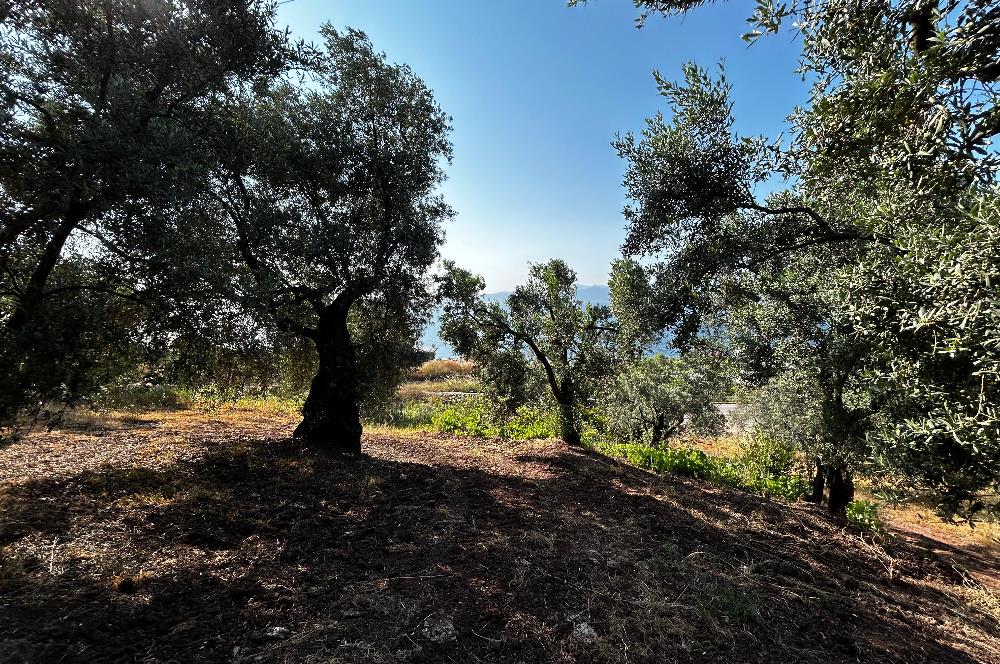 C21 Cius; Kurşunlu'da Satılık Villa İmarlı 1086 m2 Arsa