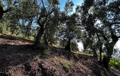 C21 Cius; Kurşunlu'da Satılık Villa İmarlı 1086 m2 Arsa