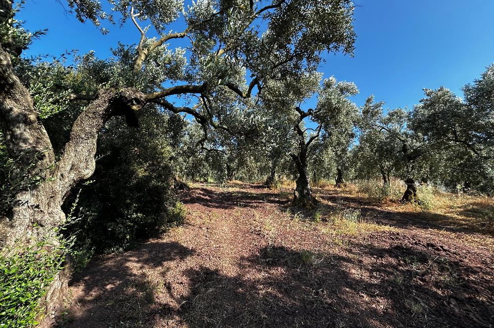 C21 Cius; Kurşunlu'da Satılık Villa İmarlı 1086 m2 Arsa